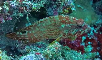 Un mérou fauve (Cephalopholis leopardus)