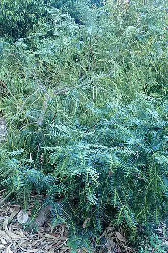 Description de l'image Cephalotaxus mannii kz3.jpg.