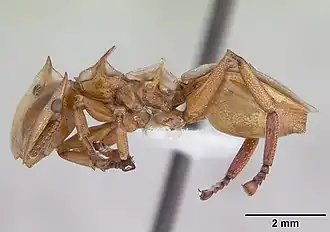 Description de l'image Cephalotes clypeatus casent0173669 profile 1.jpg.