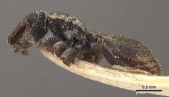 Description de l'image Cephalotes coffeae CASENT0919595 profile.jpg.
