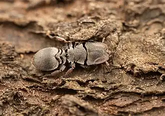 Description de l'image Cephalotes cordatus 335722560.jpg.