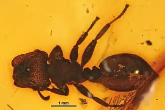 Description de l'image Cephalotes jansei SMNSDO5688 dorsal.jpg.