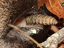 Larve de C. phobifer.