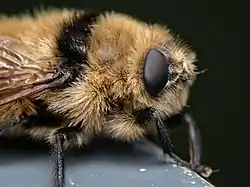 Cephenemyia stimulator