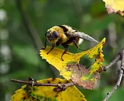 Cephenemyia ulrichii