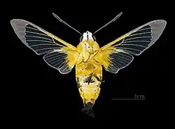 Face ventrale (coll.MHNT)