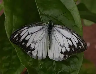 Description de l'image Cepora nerissa ad sec.jpg.