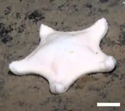 Ceramaster cf. grenadensis (profonde)