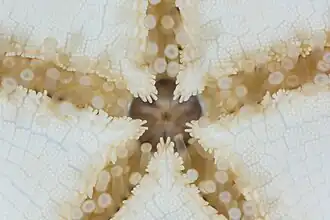 Bouche ouverte d'une Ceramaster granularis