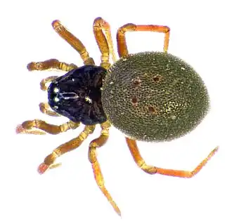 Description de l'image Ceratinella brevipes female (49887119667).jpg.