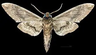 Ceratomia amyntor ♂   △