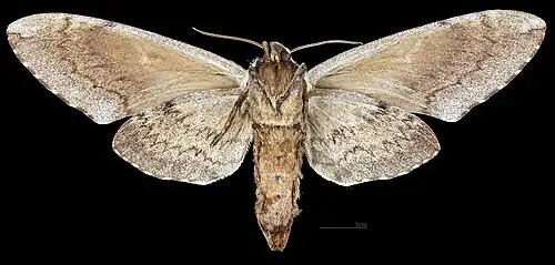 Ceratomia amyntor ♀  △