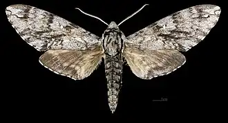 Description de cette image, également commentée ci-après