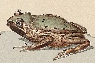 Description de l'image Ceratophrys turpicola - 1700-1880 - Print - Iconographia Zoologica - Special Collections University of Amsterdam - UBA01 IZ11500101 1.jpg.