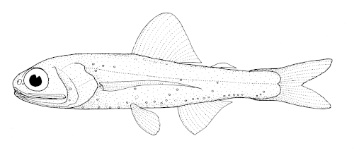 Ceratoscopelus warmingii