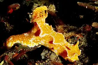 Description de l'image Ceratosoma tenue.jpg.