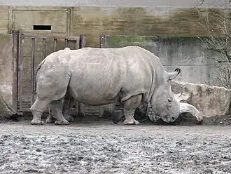 Image illustrative de l’article Zoo de Dvůr Králové