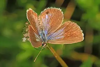 Dessus d'une femelle.