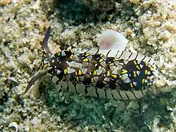 Cerberilla ambonensis