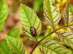 Cercopis Vulnerata.