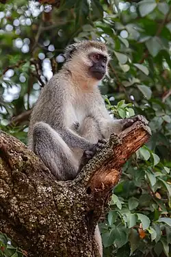 Vervet en Ouganda