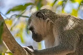 Chlorocebus pygerythrus.