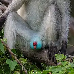 Détail des organes génitaux d'un spécimen masculin