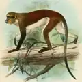 Mone de Dent (Cercopithecus denti)