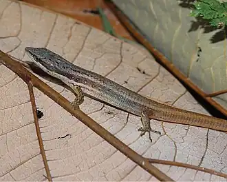 Description de l'image Cercosaura argulus (10.3897-zookeys.643.8215) Figure 3 (cropped).jpg.