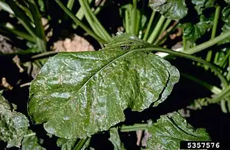 Description de cette image, également commentée ci-après