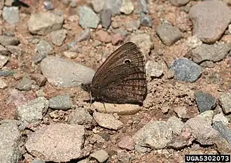 Description de l'image Cercyonis oetus.jpg.