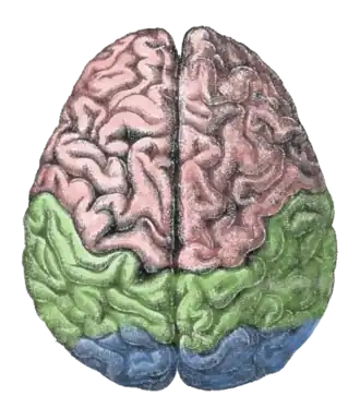 Les 2 hémisphères du cerveau vus de dessus.