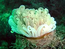 Cerianthus membranaceus (Águilas)