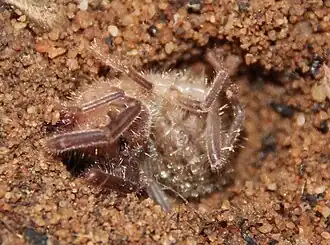 Description de l'image Ceroma pictulum 15417139.jpg.