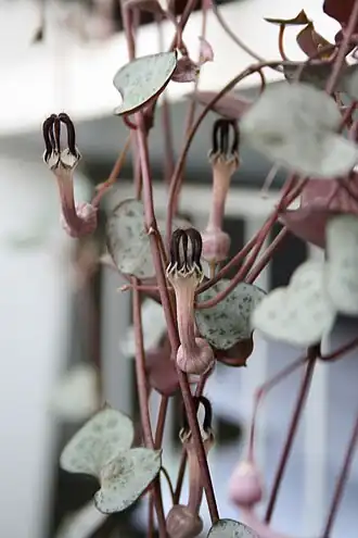 Description de l'image Ceropegia woodii leaves and flowers.jpg.