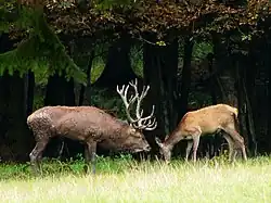 Cerf élaphe mâle et femelle adultes.