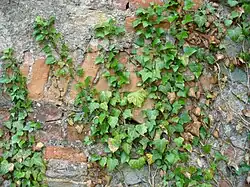 Lierre (Hedera helix) au stade juvénile