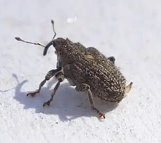 Description de l'image Ceutorhynchus pallidactylus.jpg.