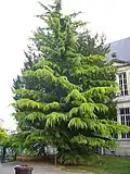 Un jeune cèdre de l'Himalaya dans un jardin à Châlons-en-Champagne. Cette espèce est reconnaissable à ses jeunes rameaux de l'année qui sont fort retombants (pleureurs).