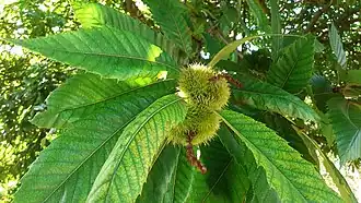 Image illustrative de l’article Châtaigne