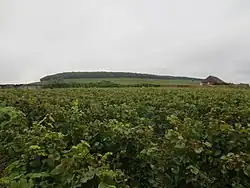 Colline de Corton, vue du château.
