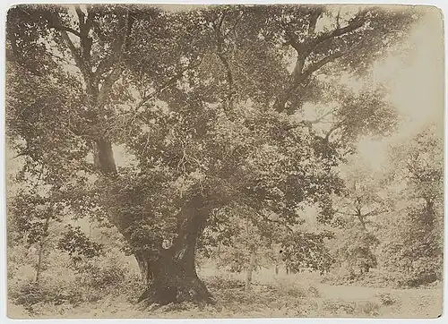 Chêne de Cantaure photographié le 13 juillet 1899 par Félix Arnaudin (fond du Musée d'Aquitaine)