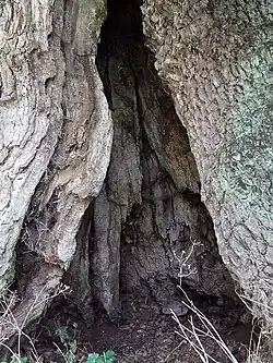 Vue de la base du tronc creux qui peut abriter une personne se tenant debout.