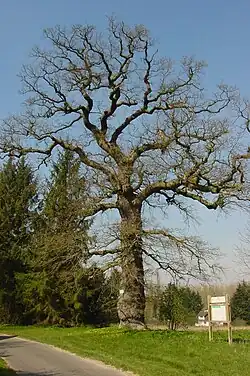 Chêne des Ramolleux