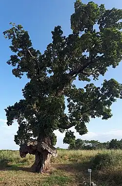 Chêne liège de Ghisonaccia. L'arbre-oiseau « Arburacellu »