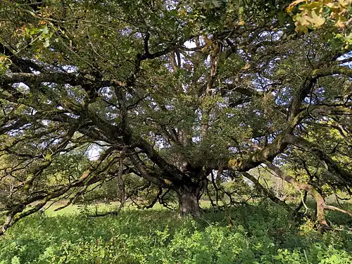 Chêne pédonculé du Château de Saint-Germain-lès-Buxy