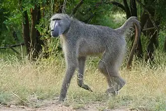 Papio ursinus