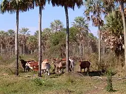 Elevage extensif dans le Chaco humide.