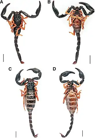 Description de cette image, également commentée ci-après
