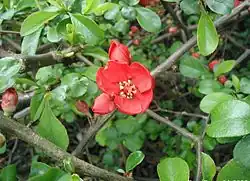 Chaenomeles japonica
